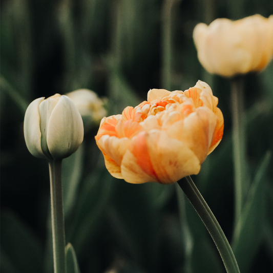 Celebrating Milestones: Finding Joy and Hope During Chemotherapy